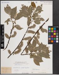 Foto von Salix caprea L.